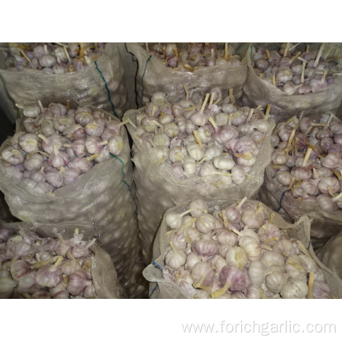 Hybrid Normal White Garlic New Crop